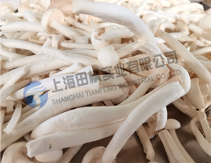 蘑菇凍干，果蔬真空冷凍干燥機(jī)應(yīng)用于蘑菇凍干