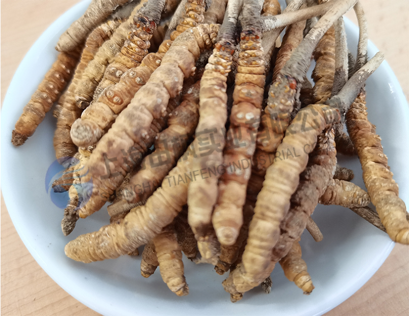 蟲草凍干，生物制藥真空冷凍干燥機應(yīng)用于蟲草凍干