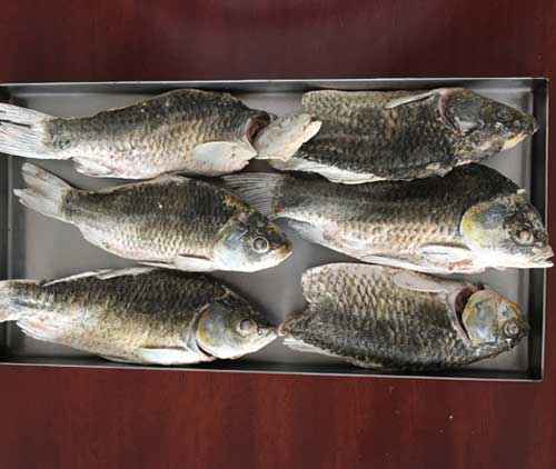 凍干鯽魚(yú)